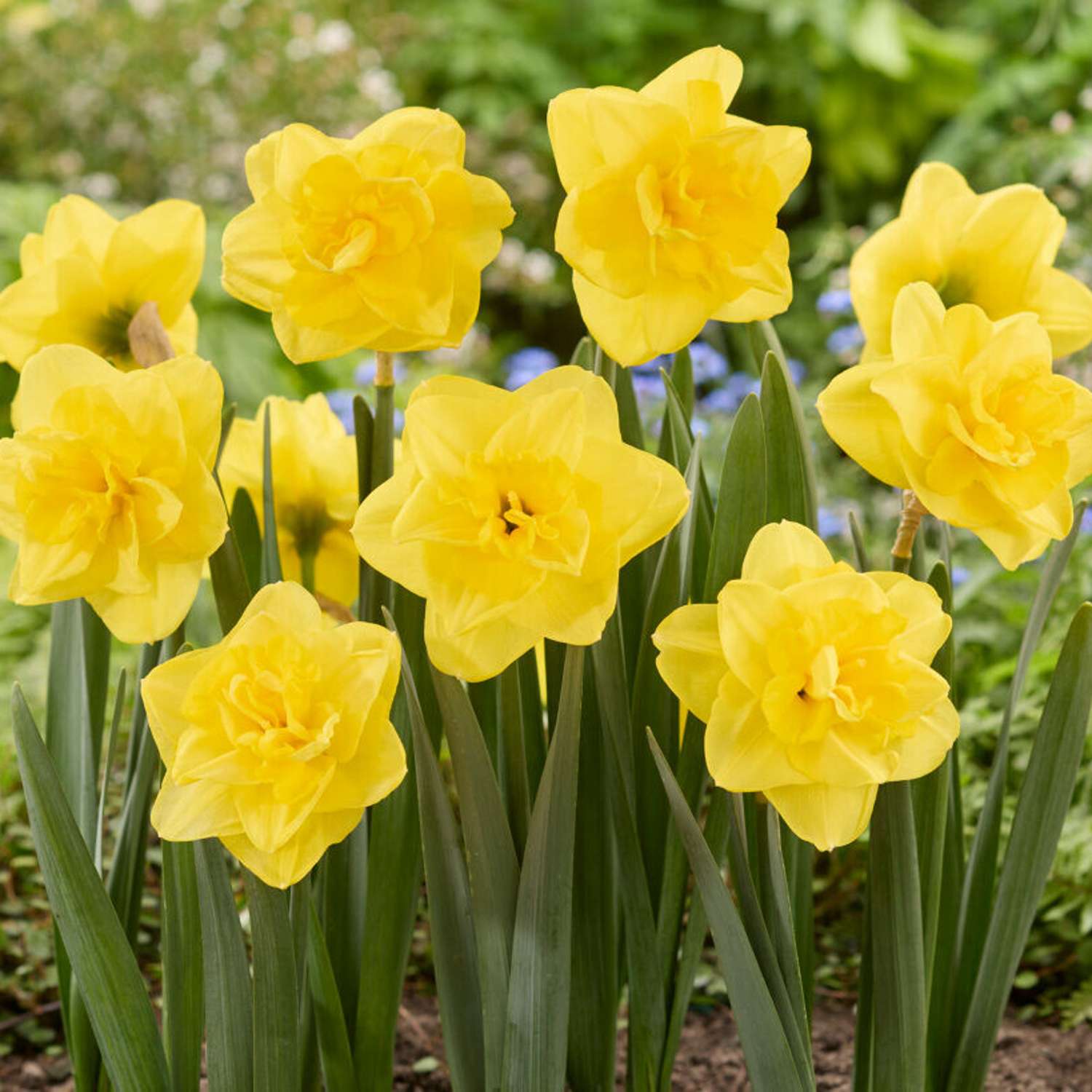 Narcissus 'Yellow Dream'
